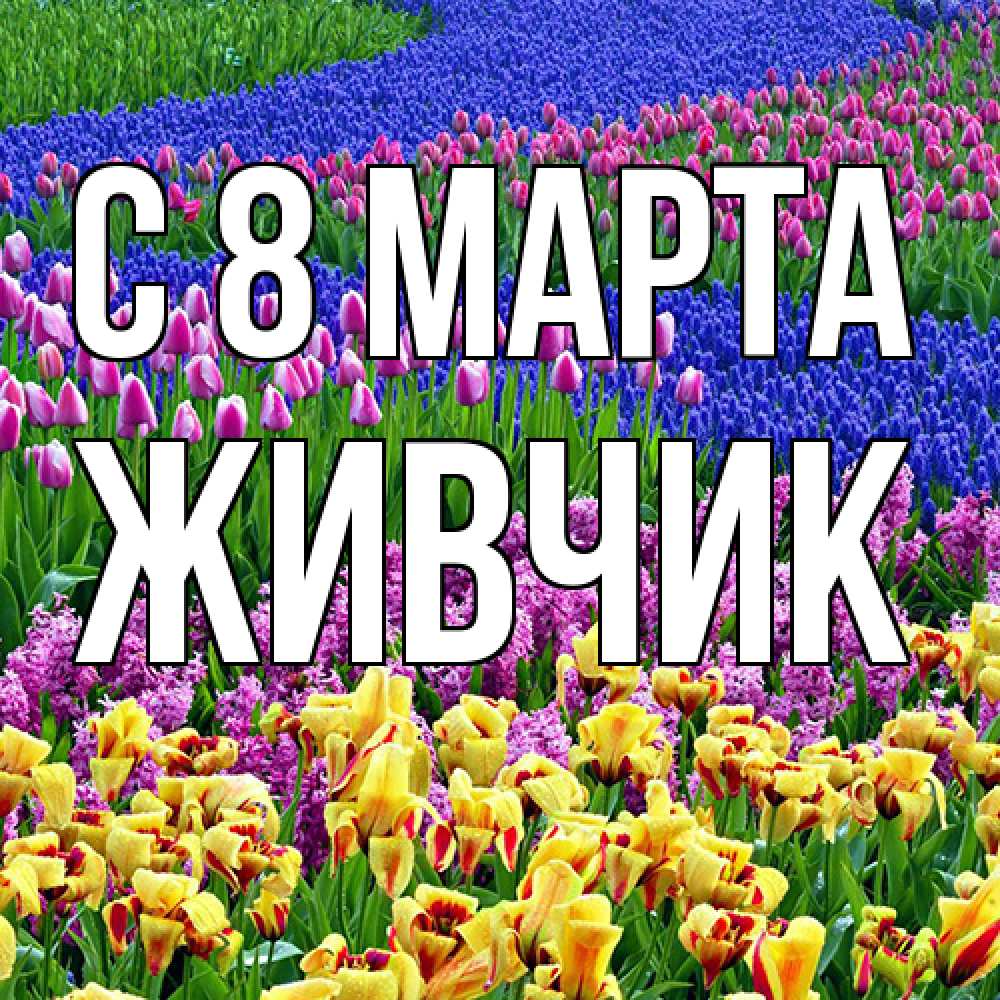 Открытка на каждый день с именем, Живчик C 8 МАРТА цветы Прикольная открытка с пожеланием онлайн скачать бесплатно 