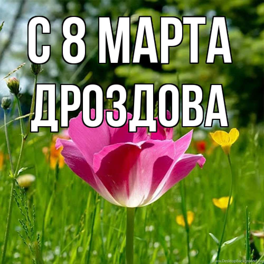 Открытка на каждый день с именем, Дроздова C 8 МАРТА полевые цветы Прикольная открытка с пожеланием онлайн скачать бесплатно 