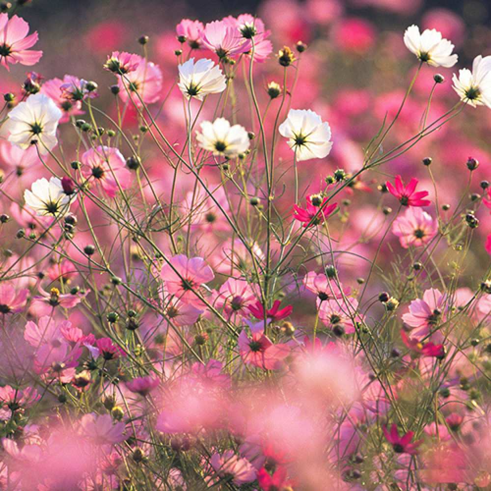 Открытка на каждый день с именем, Аквамен C 8 МАРТА красиво 1 Прикольная открытка с пожеланием онлайн скачать бесплатно 