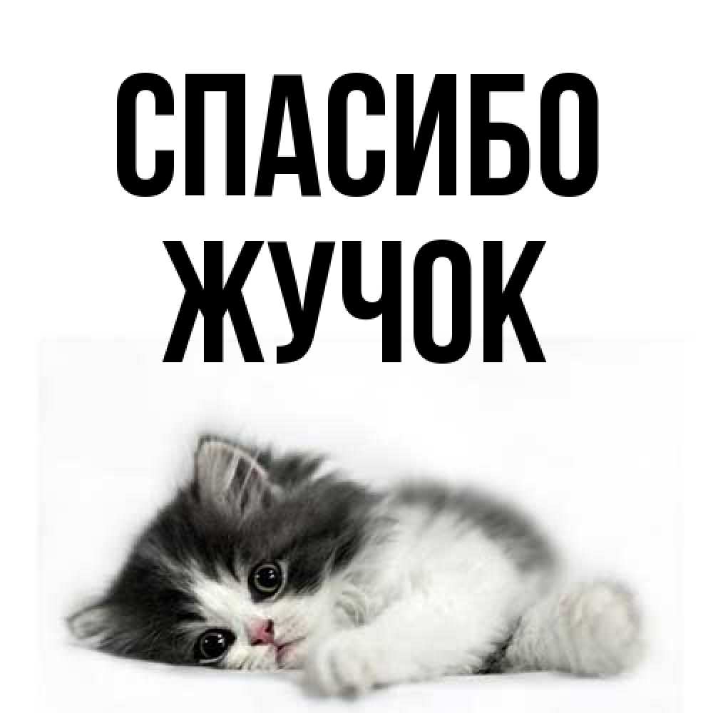 Открытка на каждый день с именем, жучок Спасибо черный и белый кот Прикольная открытка с пожеланием онлайн скачать бесплатно 