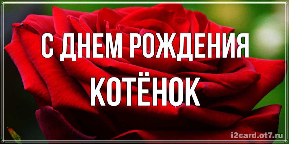 Открытка на каждый день с именем, Котёнок С днем рождения розочка очень красивая Прикольная открытка с пожеланием онлайн скачать бесплатно 