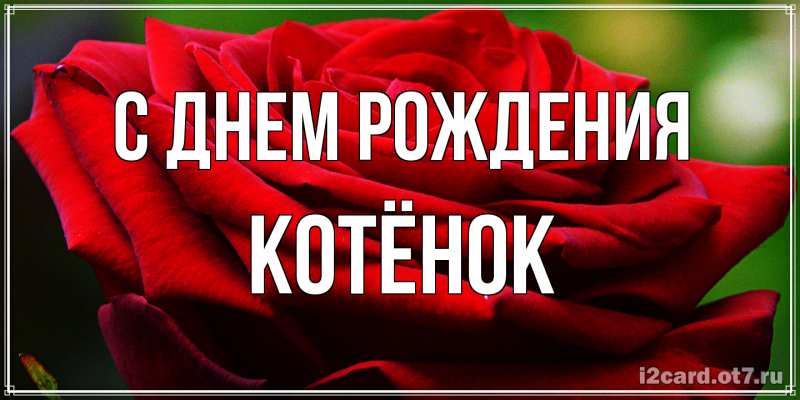 Картинка С днем рождения, Котёнок