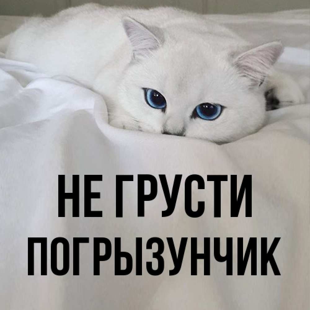 Открытка на каждый день с именем, Погрызунчик Не грусти Голубоглазая кошка Прикольная открытка с пожеланием онлайн скачать бесплатно 