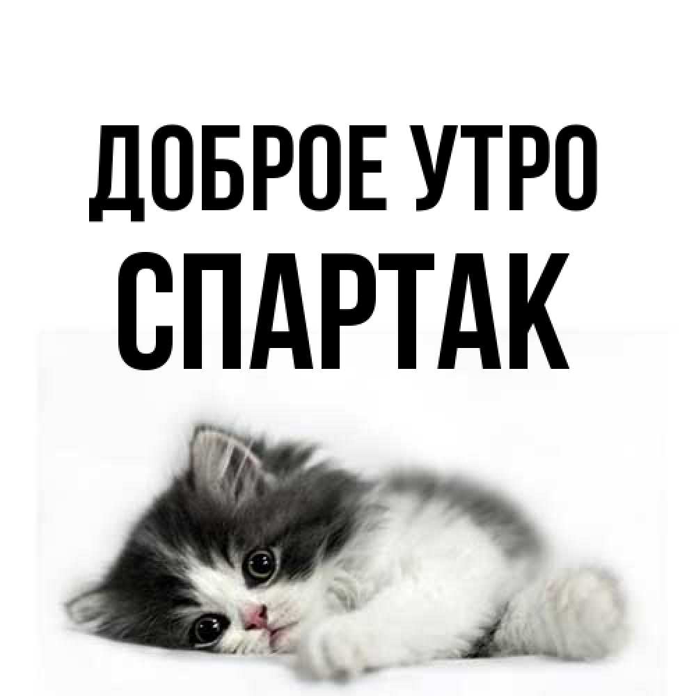 Открытка на каждый день с именем, Спартак Доброе утро кот лапки Прикольная открытка с пожеланием онлайн скачать бесплатно 