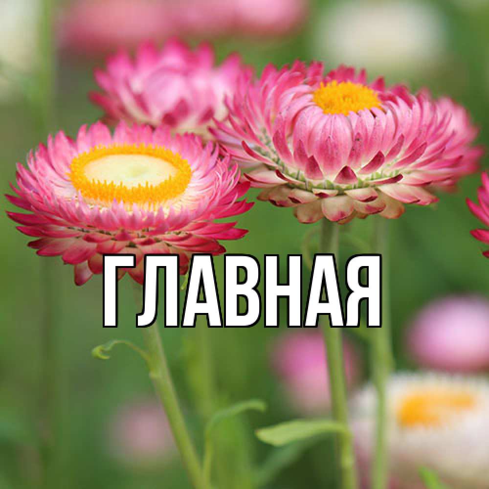 Открытка на каждый день с именем, настя Главная подарок на международный женский день Прикольная открытка с пожеланием онлайн скачать бесплатно 