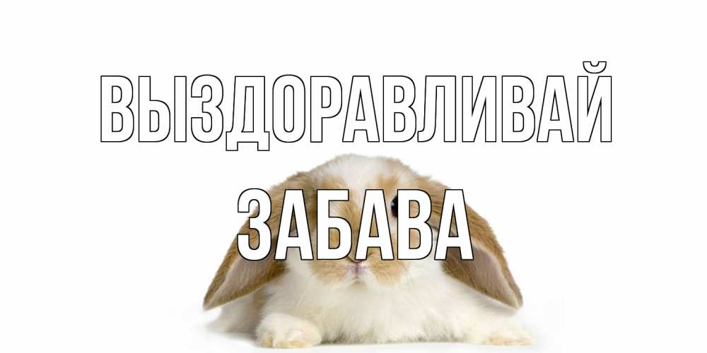 Открытка на каждый день с именем, Забава Выздоравливай вислоухий кролик белого и коричневого цвета Прикольная открытка с пожеланием онлайн скачать бесплатно 