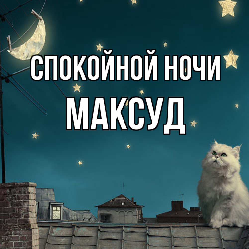 Открытка на каждый день с именем, Максуд Спокойной ночи белый кот сидит на крыше Прикольная открытка с пожеланием онлайн скачать бесплатно 