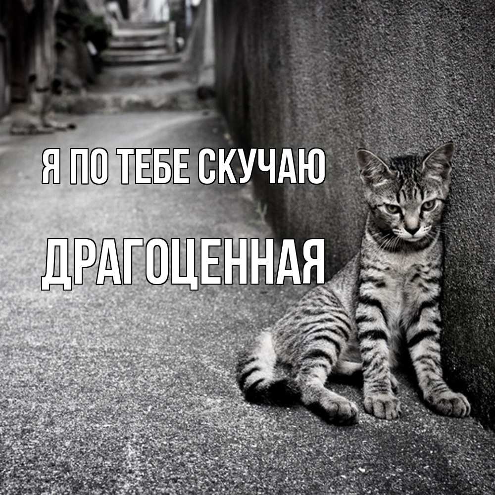 Открытка на каждый день с именем, Драгоценная Я по тебе скучаю одиноко котику Прикольная открытка с пожеланием онлайн скачать бесплатно 