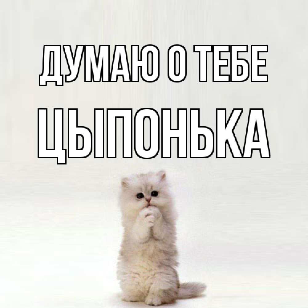 Открытка на каждый день с именем, Цыпонька Думаю о тебе кот стоит на задних лапах Прикольная открытка с пожеланием онлайн скачать бесплатно 