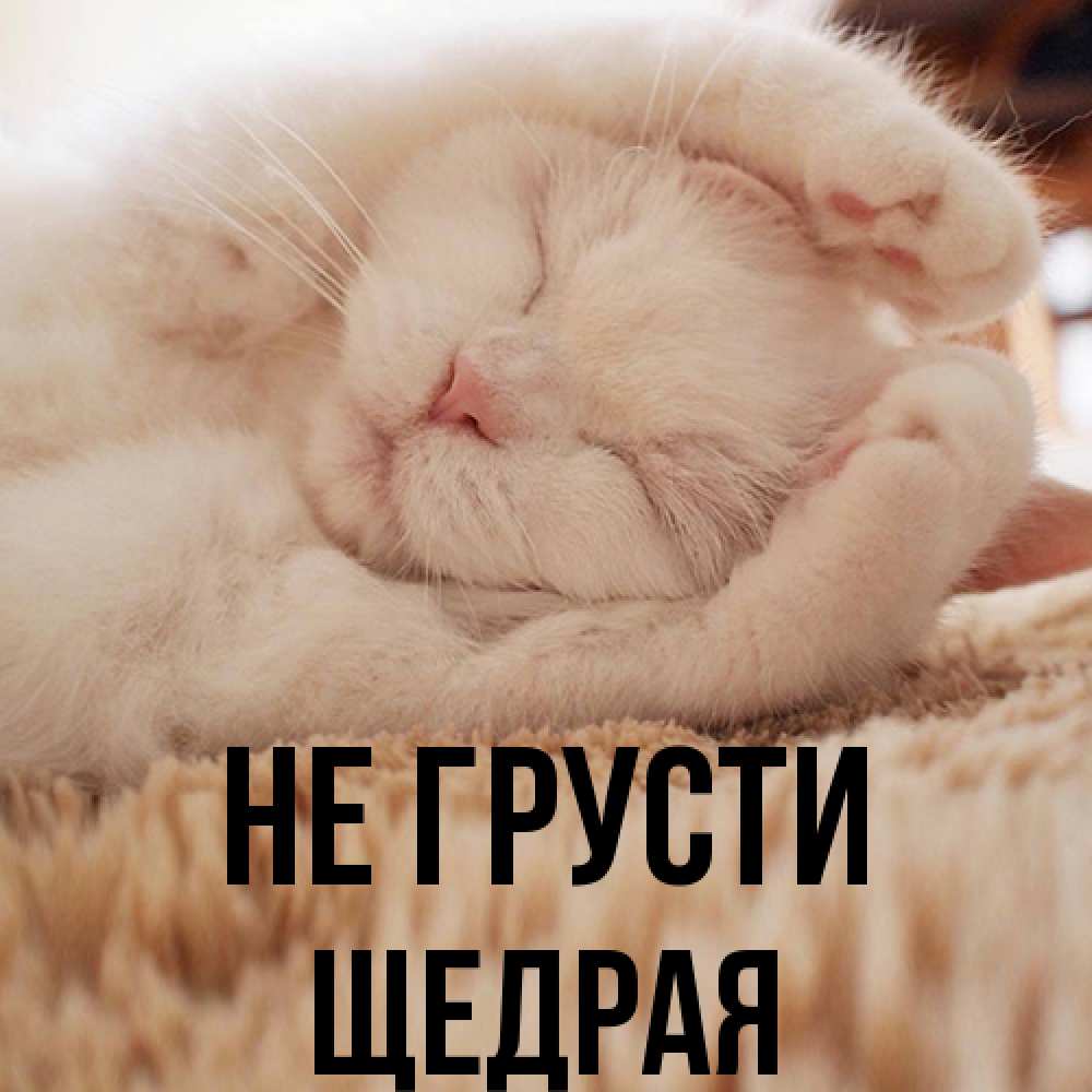 Открытка на каждый день с именем, Щедpая Не грусти Котенок спит Прикольная открытка с пожеланием онлайн скачать бесплатно 
