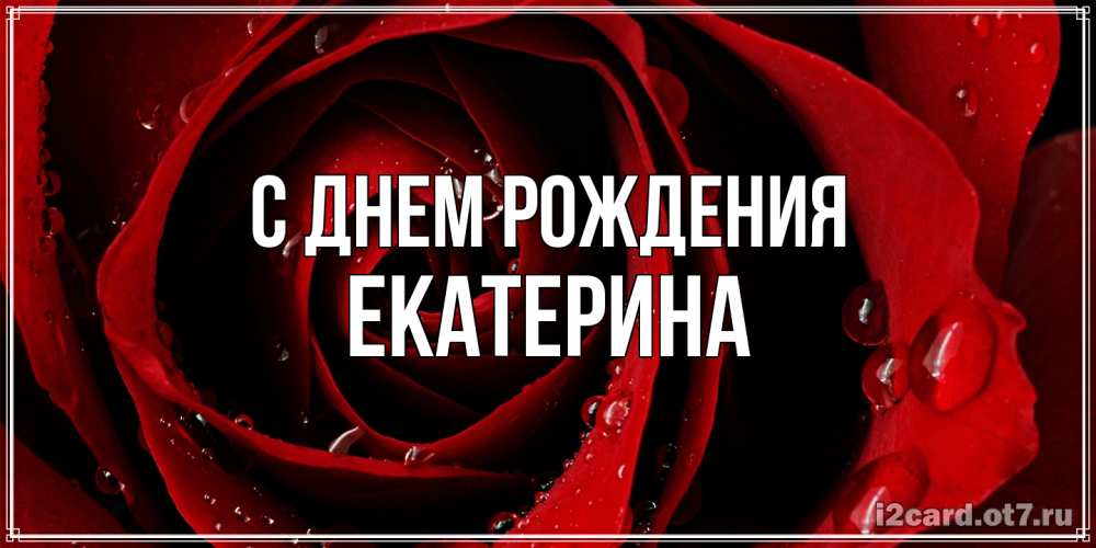 Открытка на каждый день с именем, Екатерина С днем рождения крупная бордовая роза Прикольная открытка с пожеланием онлайн скачать бесплатно 