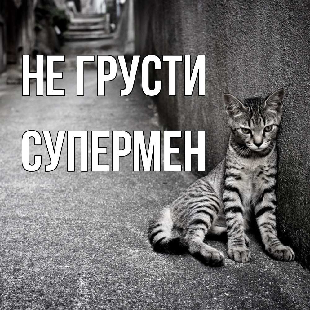 Открытка на каждый день с именем, Супермен Не грусти скучающий котик Прикольная открытка с пожеланием онлайн скачать бесплатно 