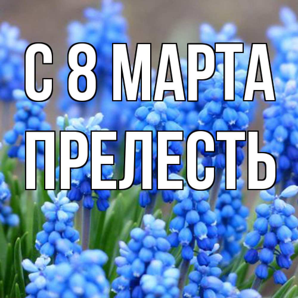 Открытка на каждый день с именем, прелесть C 8 МАРТА Поздравительная открытка для женщин с цветами на праздничную дату Прикольная открытка с пожеланием онлайн скачать бесплатно 