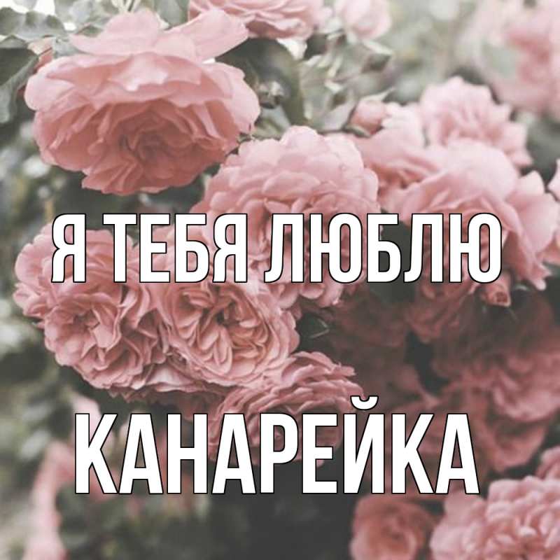 Картинка Я тебя люблю, Канарейка