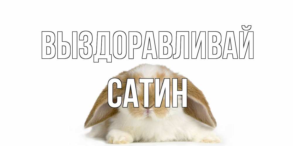 Открытка на каждый день с именем, Сатин Выздоравливай вислоухий кролик белого и коричневого цвета Прикольная открытка с пожеланием онлайн скачать бесплатно 