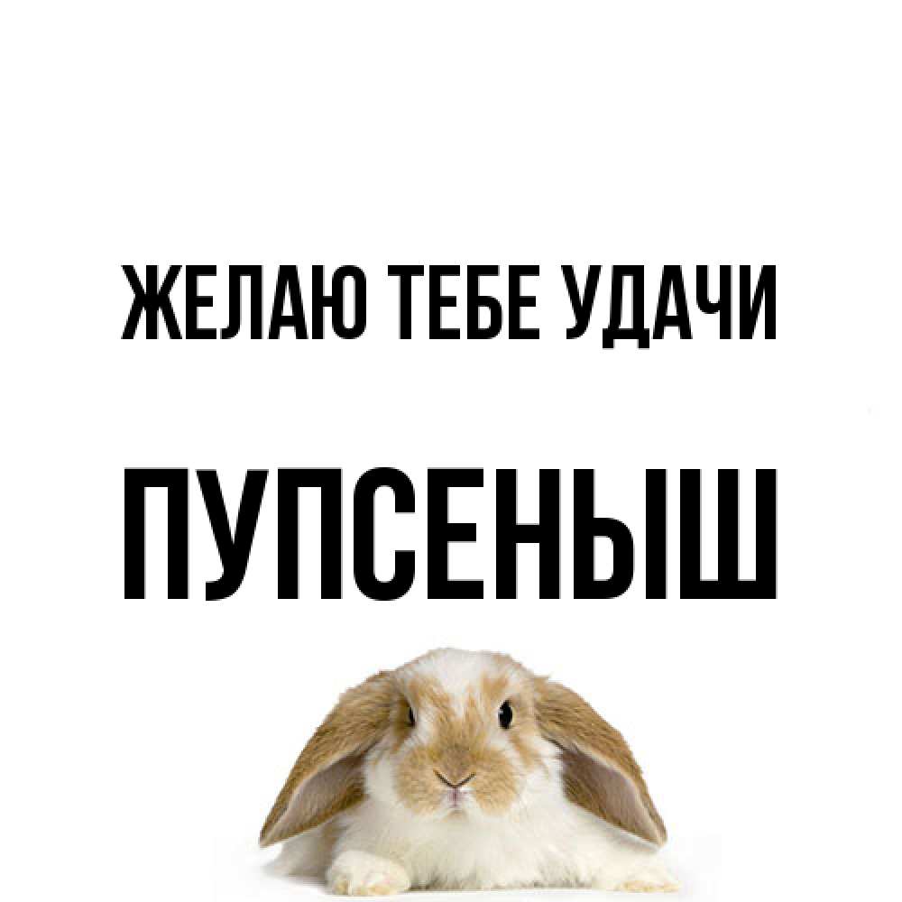 Открытка на каждый день с именем, пупсеныш Желаю тебе удачи открытки с произвольным текстом который можно вставить в открытку и создать ее самостоятельно бесплатно онлайн Прикольная открытка с пожеланием онлайн скачать бесплатно 