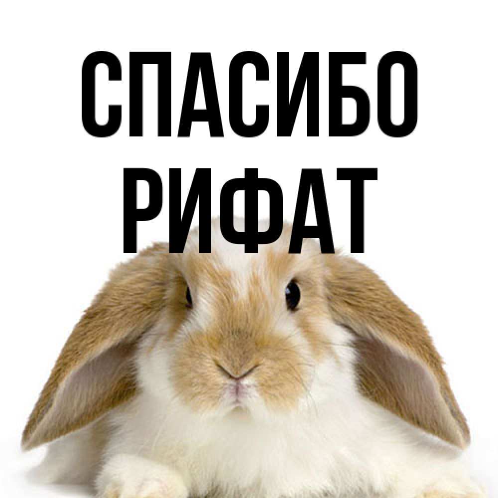 Открытка на каждый день с именем, Рифат Спасибо коричнево белый заяц Прикольная открытка с пожеланием онлайн скачать бесплатно 