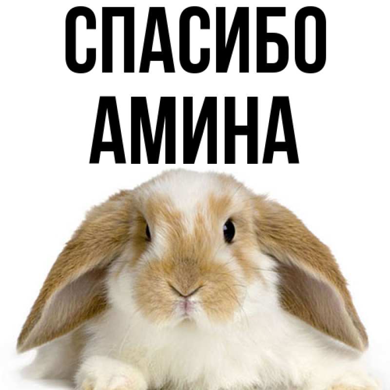 Картинка Спасибо, Амина