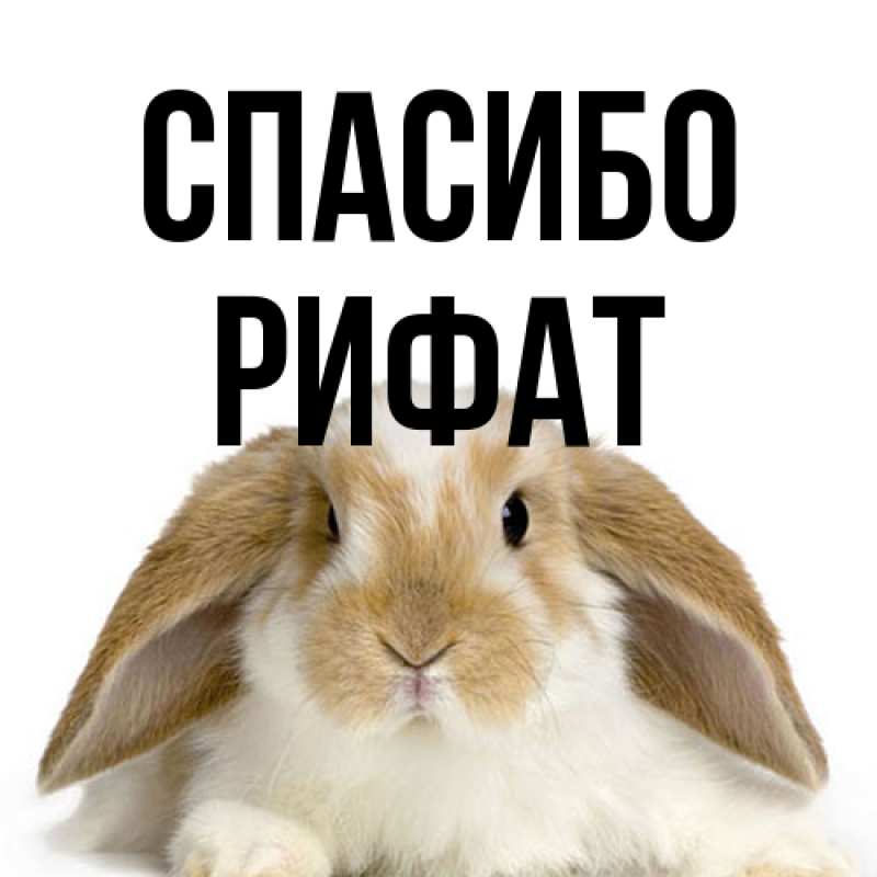 Картинка Спасибо, Рифат