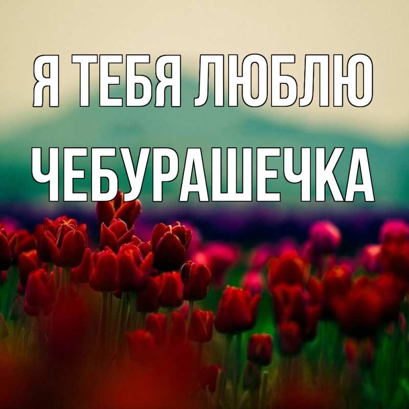 Картинка Я тебя люблю, Чебурашечка
