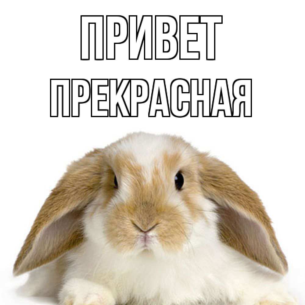 Открытка на каждый день с именем, Пpекpасная Привет с животными Прикольная открытка с пожеланием онлайн скачать бесплатно 