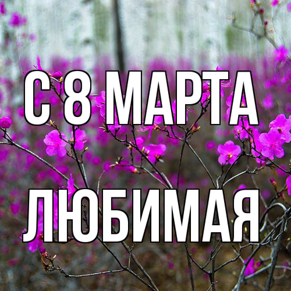 Открытка на каждый день с именем, Любимая C 8 МАРТА дикие цветы Прикольная открытка с пожеланием онлайн скачать бесплатно 