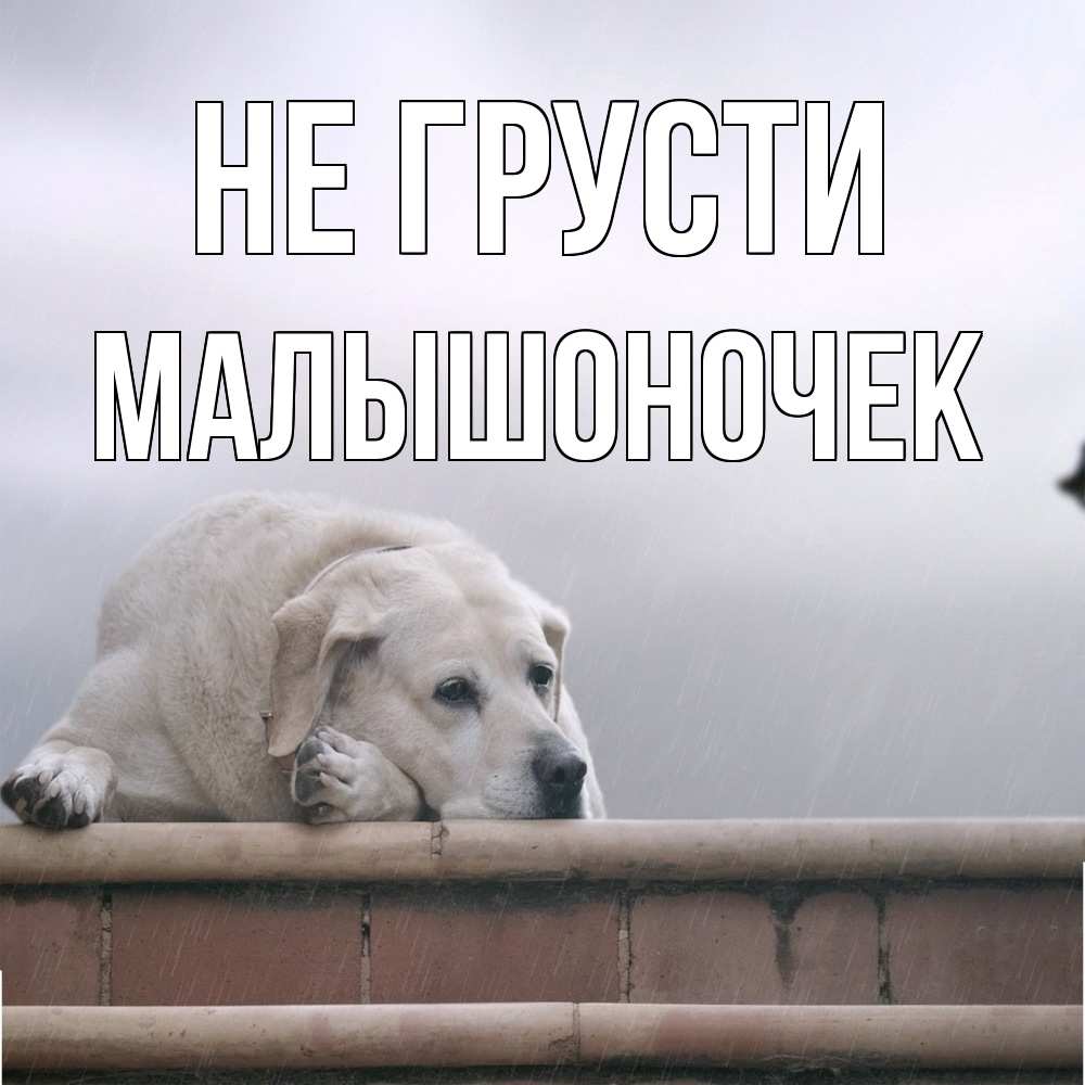 Открытка на каждый день с именем, Малышоночек Не грусти белый пес 1 Прикольная открытка с пожеланием онлайн скачать бесплатно 