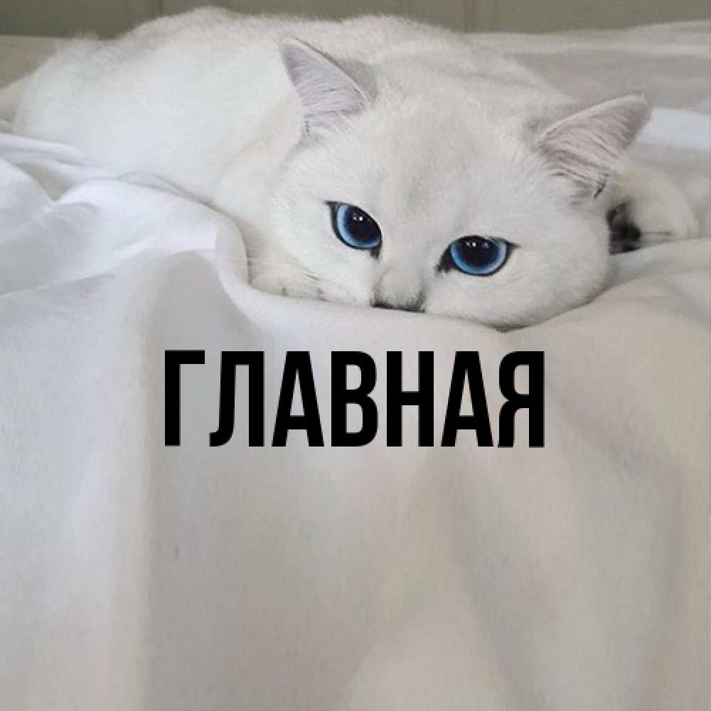 Открытка на каждый день с именем, Анна Главная Голубоглазая кошка Прикольная открытка с пожеланием онлайн скачать бесплатно 