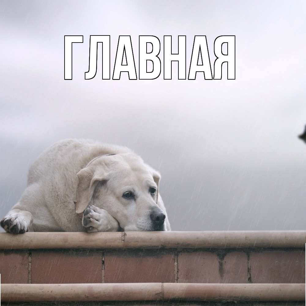 Открытка на каждый день с именем, настя Главная ждет Прикольная открытка с пожеланием онлайн скачать бесплатно 