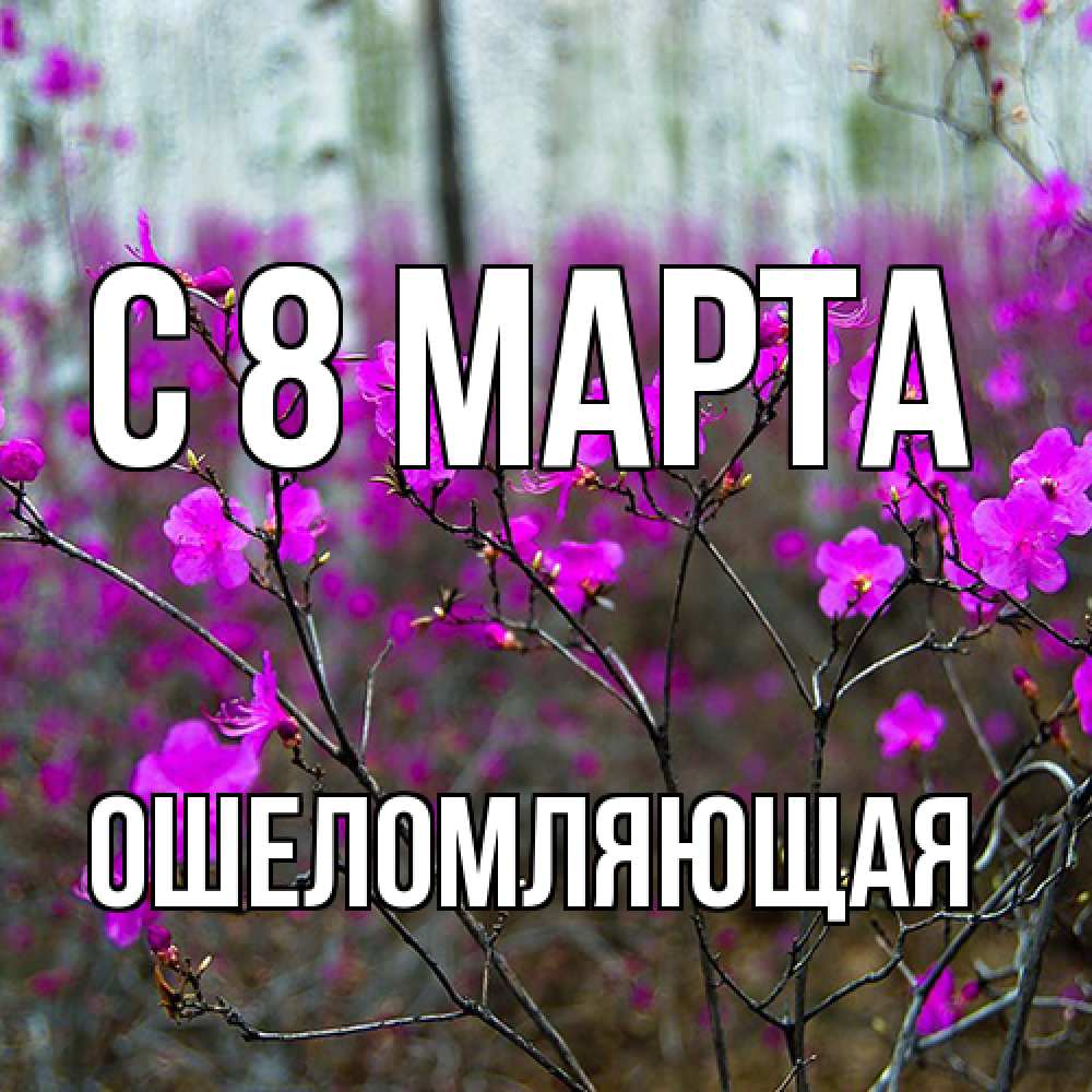 Открытка на каждый день с именем, Ошеломляющая C 8 МАРТА дикие цветы Прикольная открытка с пожеланием онлайн скачать бесплатно 