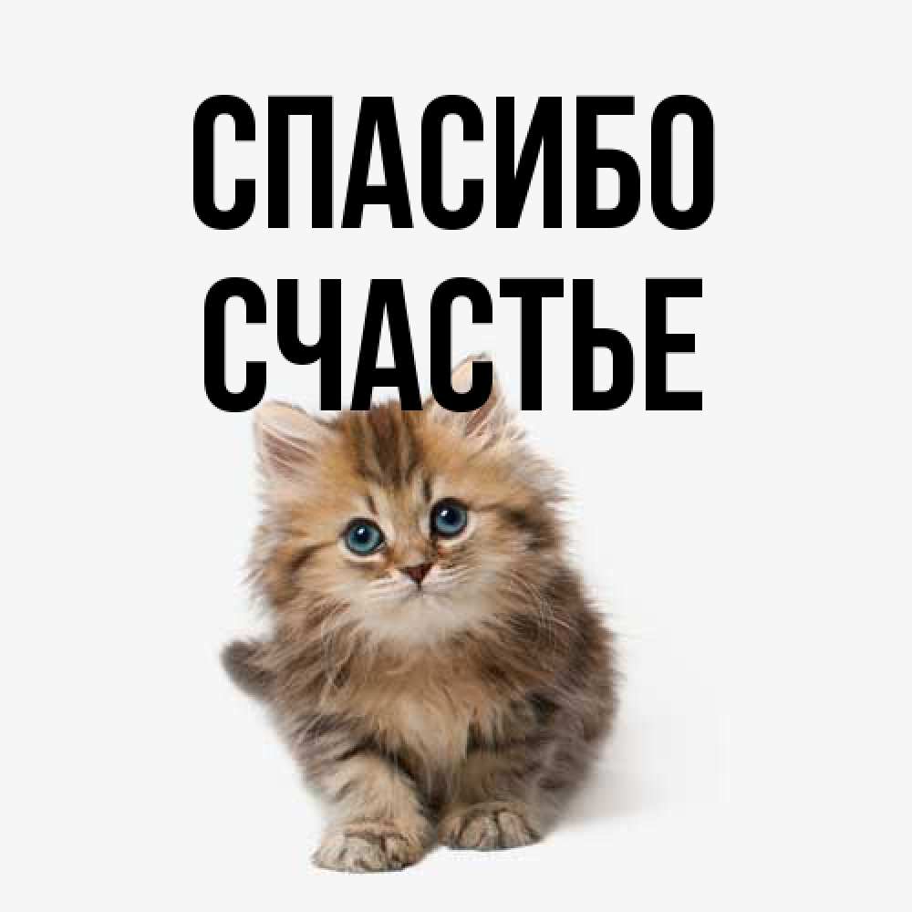 Открытка на каждый день с именем, счастье Спасибо пушистый котик Прикольная открытка с пожеланием онлайн скачать бесплатно 