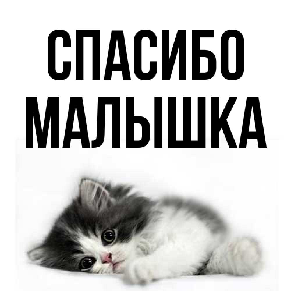Открытка на каждый день с именем, малышка Спасибо черный и белый кот Прикольная открытка с пожеланием онлайн скачать бесплатно 