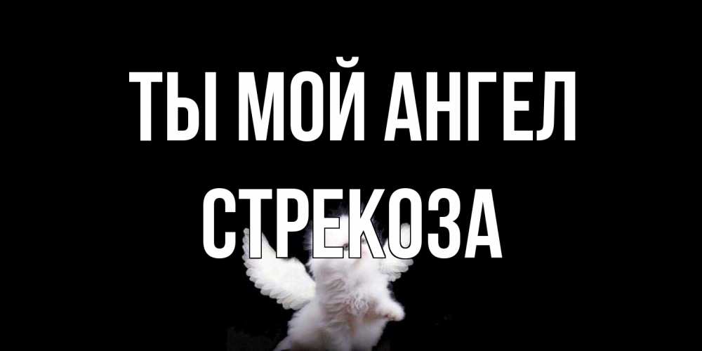 Открытка на каждый день с именем, Стрекоза Ты мой ангел Кот ангел Прикольная открытка с пожеланием онлайн скачать бесплатно 
