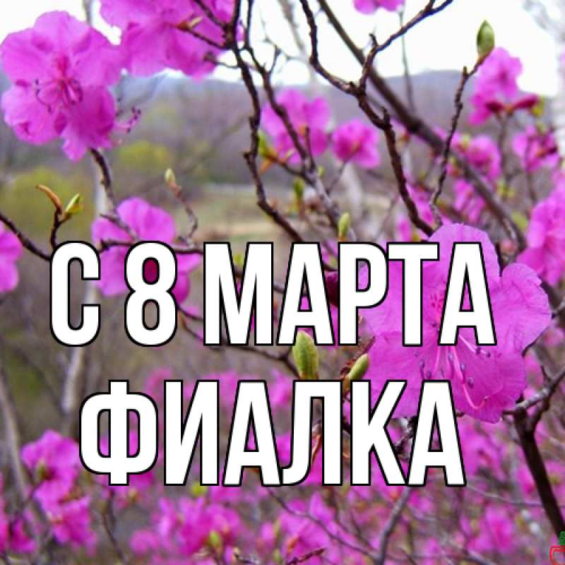 Картинка C 8 МАРТА, Фиалка