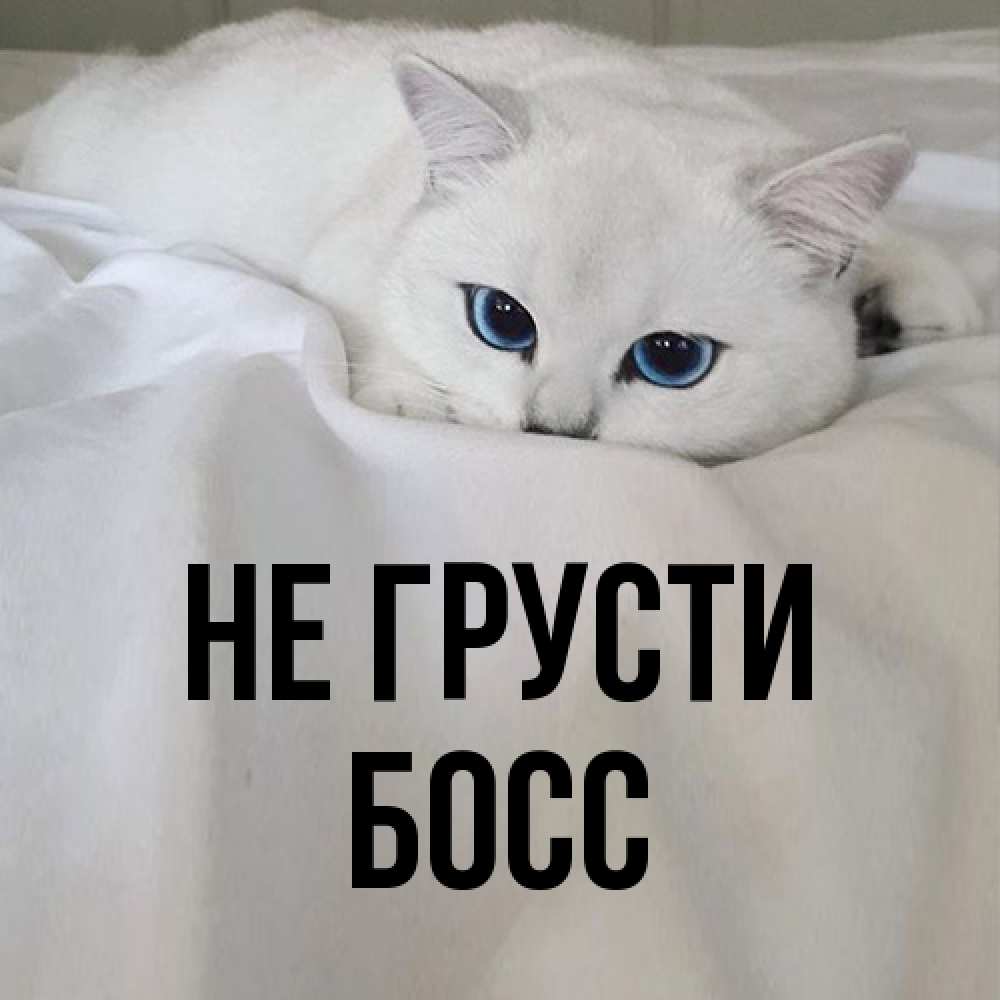 Открытка на каждый день с именем, Босс Не грусти Голубоглазая кошка Прикольная открытка с пожеланием онлайн скачать бесплатно 