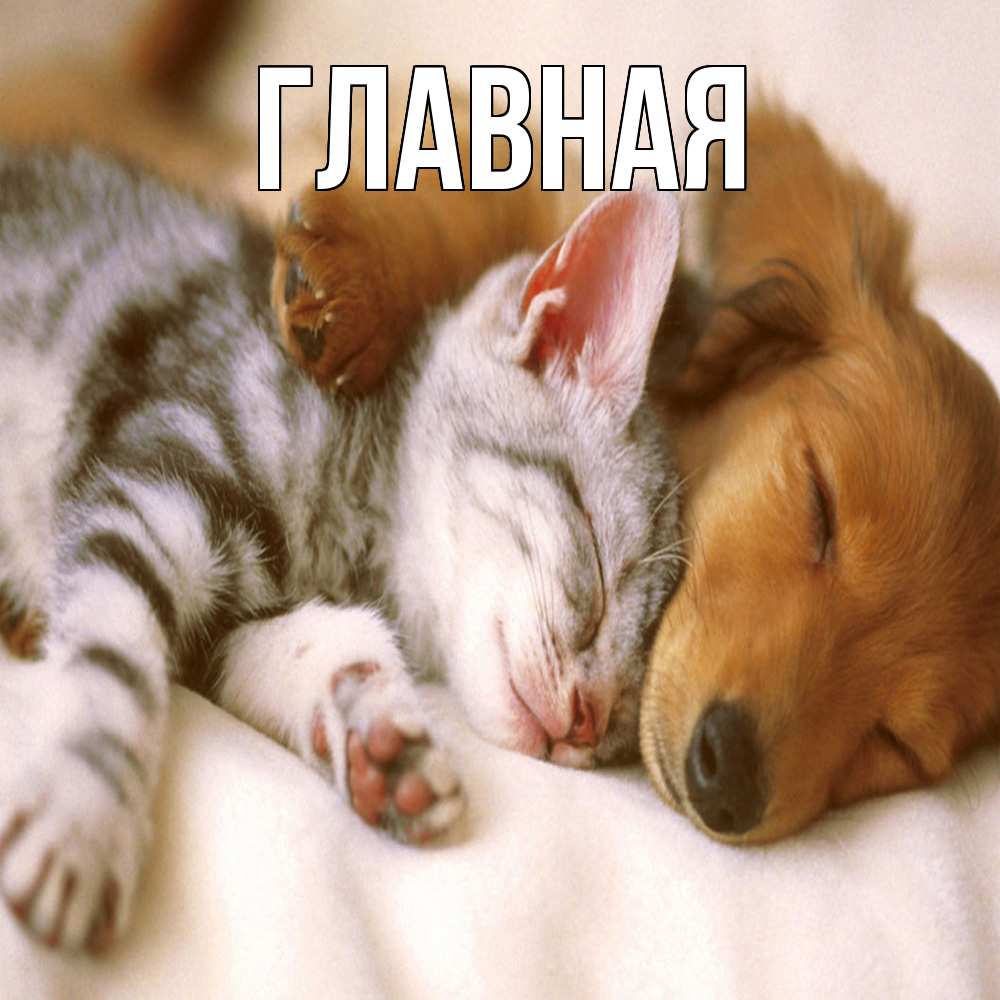 Открытка на каждый день с именем, настя Главная пес и котенок Прикольная открытка с пожеланием онлайн скачать бесплатно 