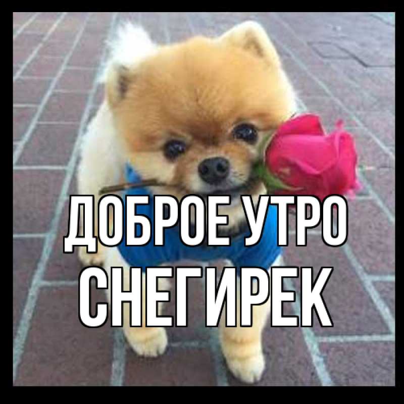 Картинка Доброе утро, снегирек