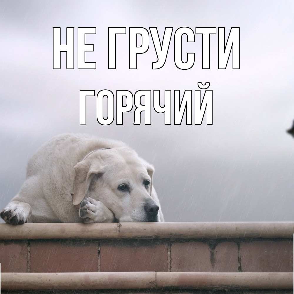 Открытка на каждый день с именем, Горячий Не грусти белый пес 1 Прикольная открытка с пожеланием онлайн скачать бесплатно 