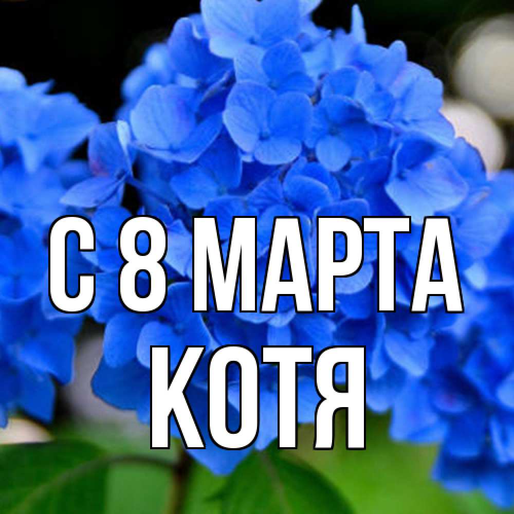Открытка на каждый день с именем, Котя C 8 МАРТА синие цветы Прикольная открытка с пожеланием онлайн скачать бесплатно 