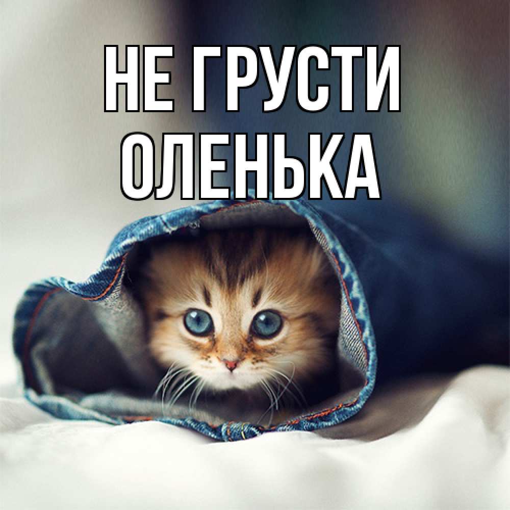 Открытка на каждый день с именем, Оленька Не грусти кот в одежде Прикольная открытка с пожеланием онлайн скачать бесплатно 