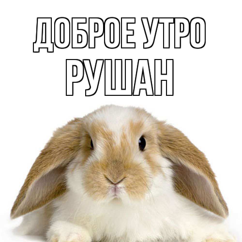 Открытка на каждый день с именем, Рушан Доброе утро прикольные открытки на каждый день Прикольная открытка с пожеланием онлайн скачать бесплатно 