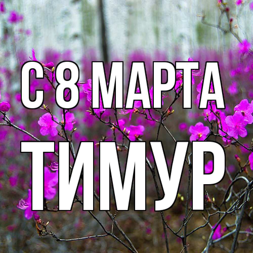 Открытка на каждый день с именем, Тимур C 8 МАРТА дикие цветы Прикольная открытка с пожеланием онлайн скачать бесплатно 