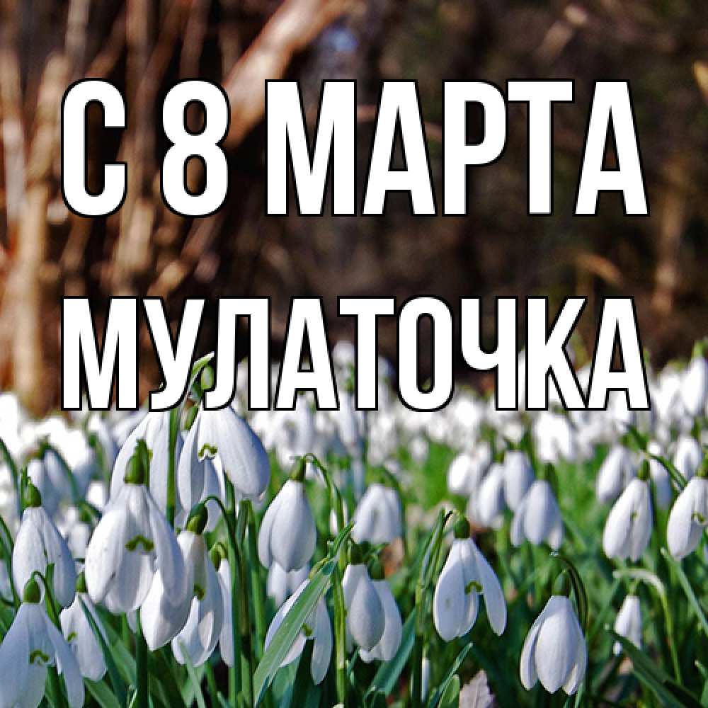 Открытка на каждый день с именем, Мулаточка C 8 МАРТА с подснежниками 1 Прикольная открытка с пожеланием онлайн скачать бесплатно 
