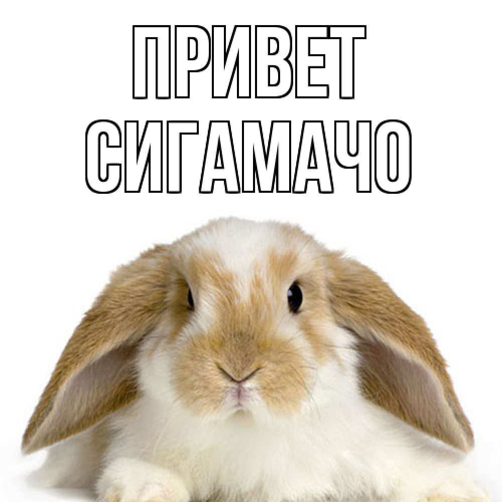 Открытка на каждый день с именем, Сигамачо Привет с животными Прикольная открытка с пожеланием онлайн скачать бесплатно 