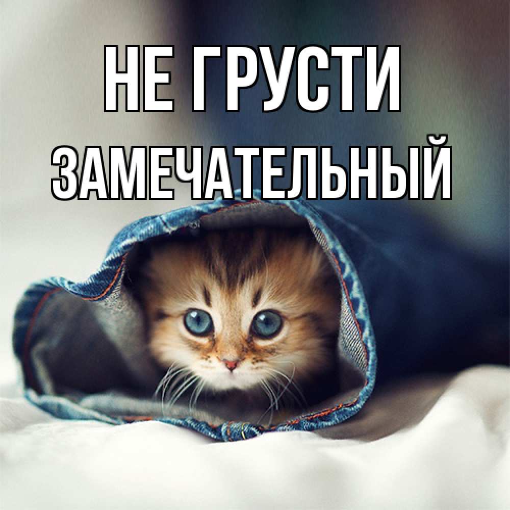 Открытка на каждый день с именем, Замечательный Не грусти кот в одежде Прикольная открытка с пожеланием онлайн скачать бесплатно 