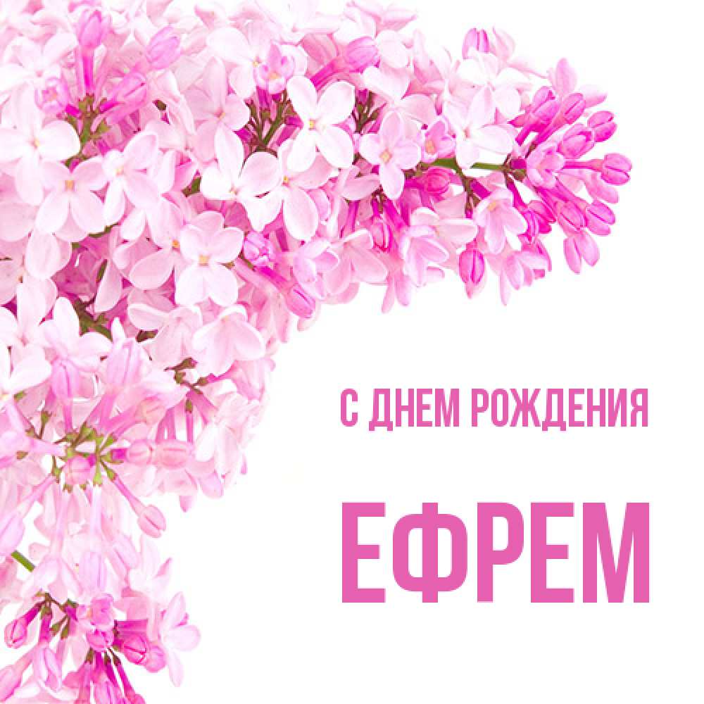 Открытка на каждый день с именем, Ефрем С днем рождения Сирень на белом фоне Прикольная открытка с пожеланием онлайн скачать бесплатно 