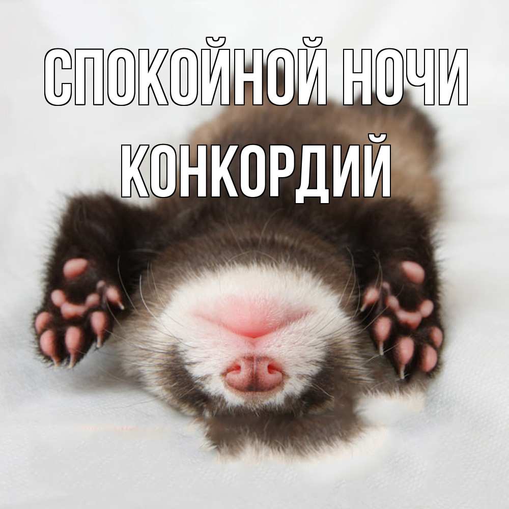 Открытка на каждый день с именем, Конкордий Спокойной ночи зверек Прикольная открытка с пожеланием онлайн скачать бесплатно 