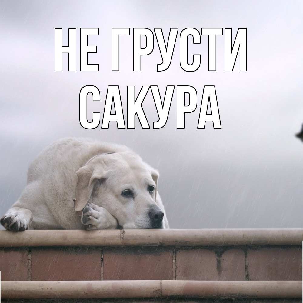 Открытка на каждый день с именем, Сакура Не грусти белый пес 1 Прикольная открытка с пожеланием онлайн скачать бесплатно 