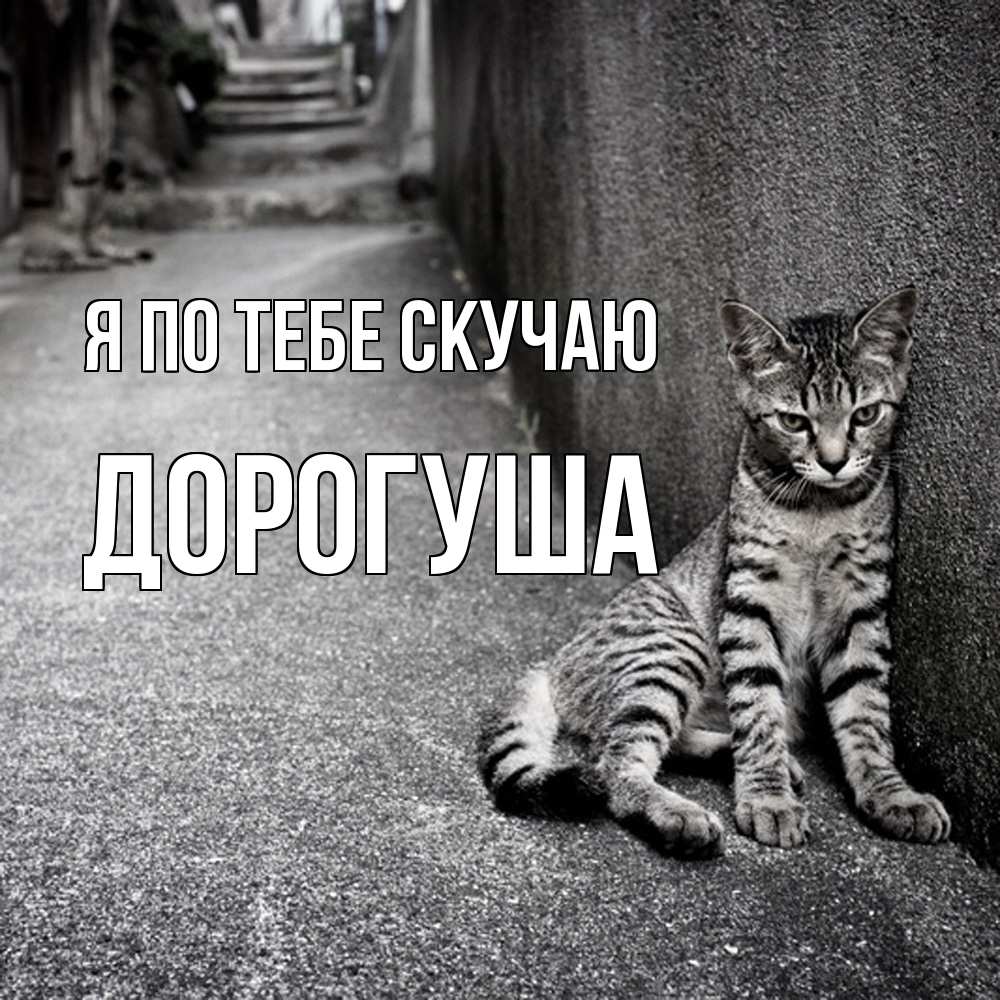 Открытка на каждый день с именем, дорогуша Я по тебе скучаю одиноко котику Прикольная открытка с пожеланием онлайн скачать бесплатно 