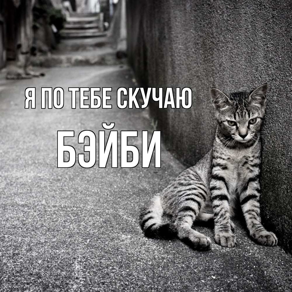 Открытка на каждый день с именем, бэйби Я по тебе скучаю одиноко котику Прикольная открытка с пожеланием онлайн скачать бесплатно 